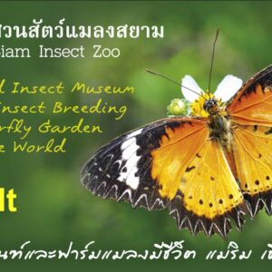 บัตรเข้าชมต่างชาติ ผู้ใหญ่