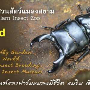 บัตรเข้าชมต่างชาติ เด็ก