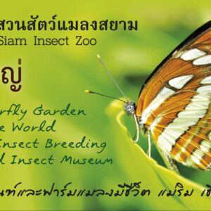 บัตรเข้าชมผู้ใหญ่ (เฉพาะผู้ที่มีถิ่นพำนักในประเทศไทยเท่านั้น)