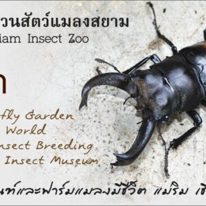 บัตรเข้าชมผู้เด็ก (เฉพาะผู้ที่มีถิ่นพำนักในประเทศไทยเท่านั้น)