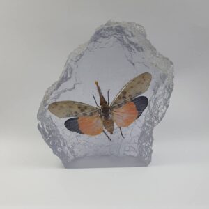 Reisin Show 1 Lanternfly