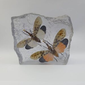 Reisin Show 2 Lanternfly