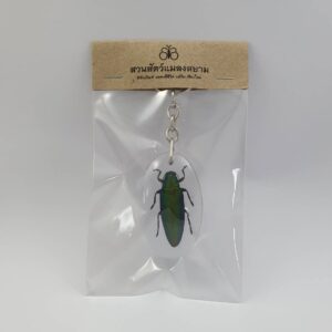 Key Redtail Jewel (L)