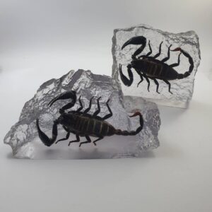 Reisin Show Scorpion (L)