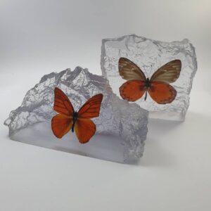 Reisin Show Butterfly (Big)