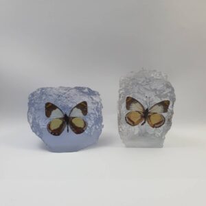 Reisin Show Butterfly (Small)