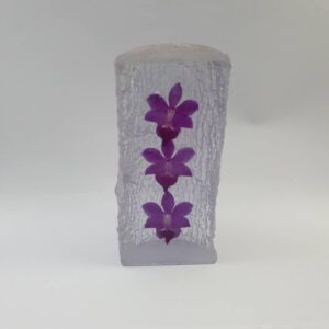 Reisin Show 3 orchid