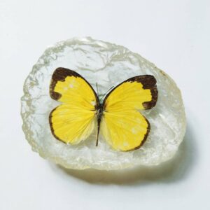 Reisin Magnet Butterfly